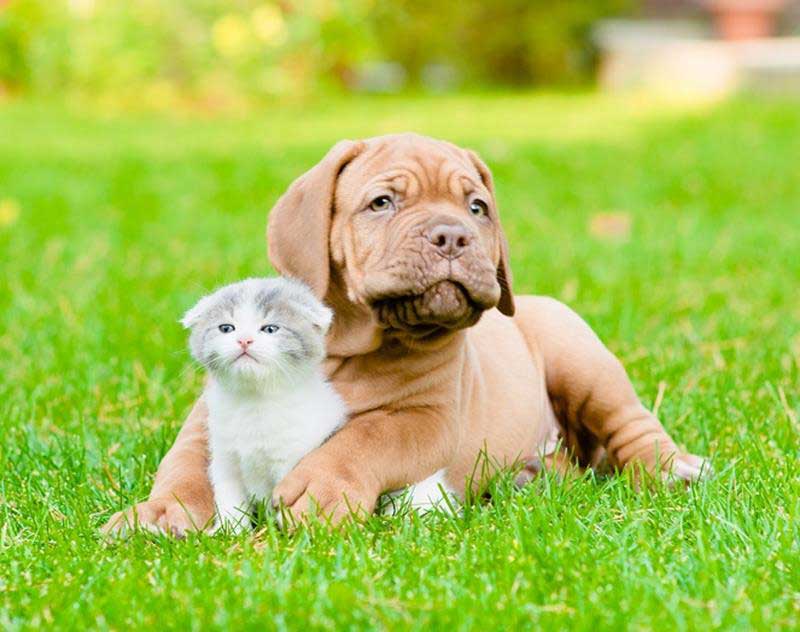 Spay and Neuter