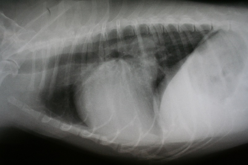 Digital Radiology