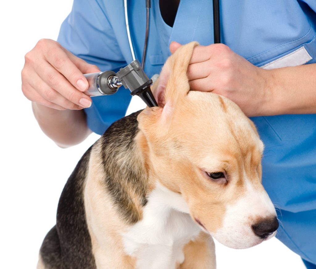Parasite Prevention and Treatment
