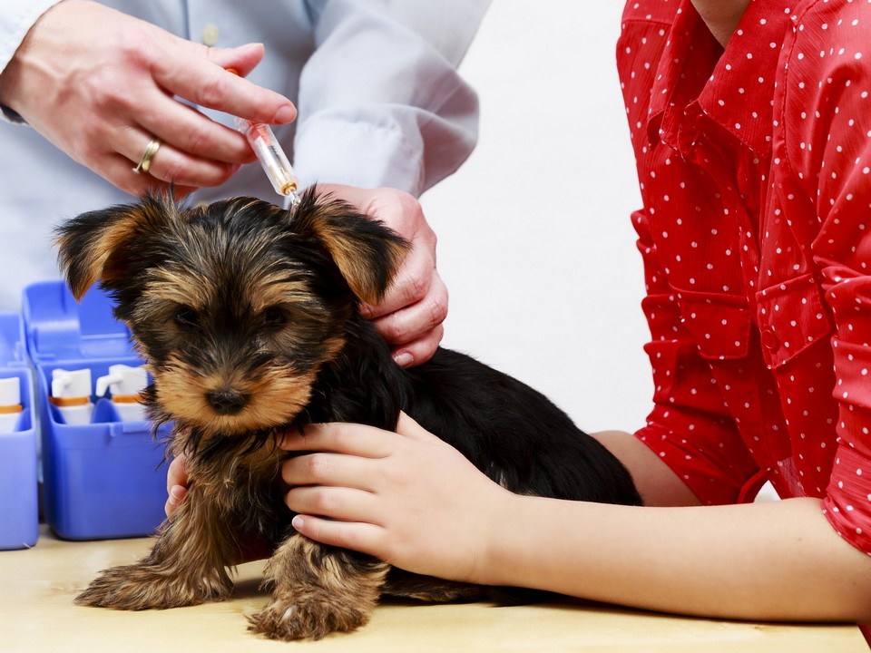 Vaccination