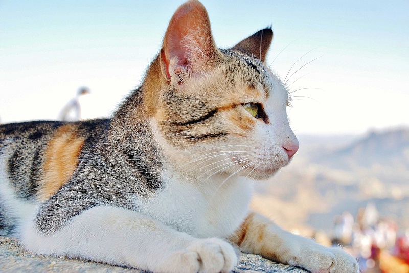 Aging Pet Care