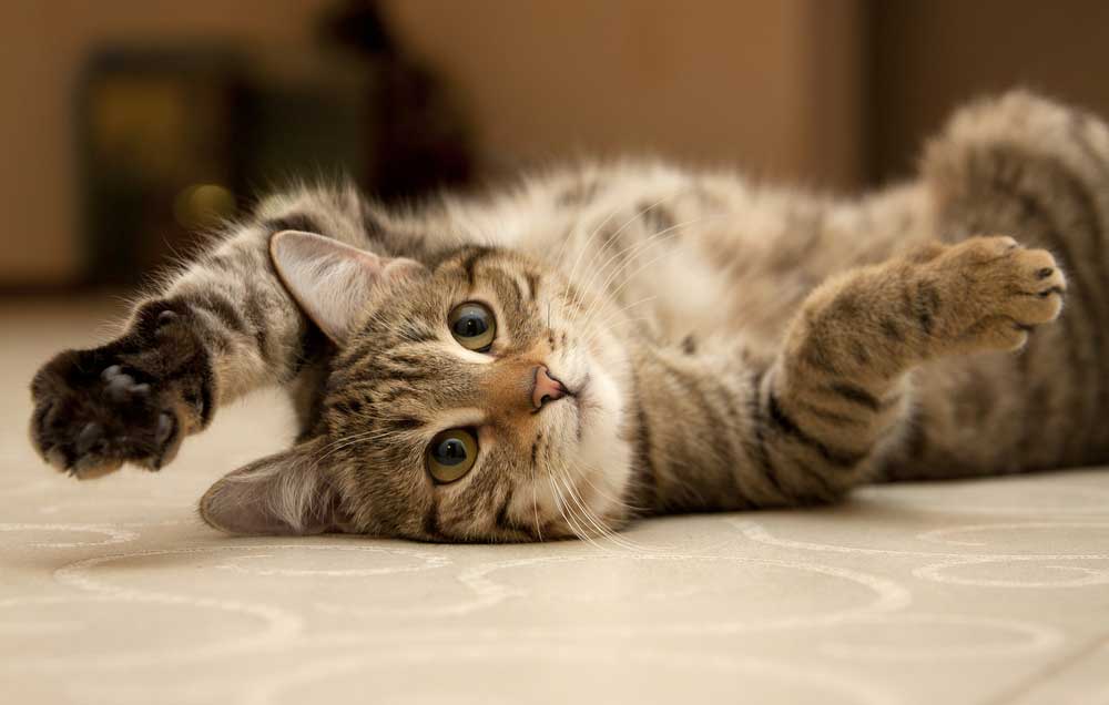 Advanced Soft Tissue